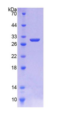 Figure 2. SDS-PAGE