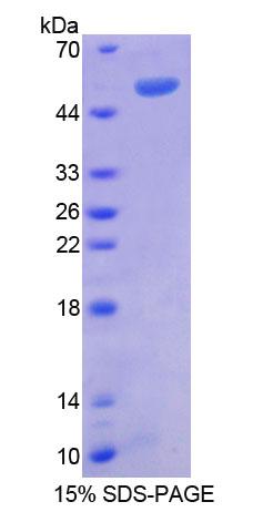 Figure 1. SDS-PAGE