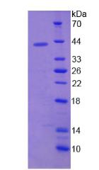 Figure 2. SDS-PAGE