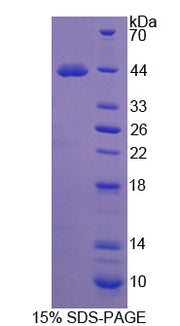 Figure 1. SDS-PAGE
