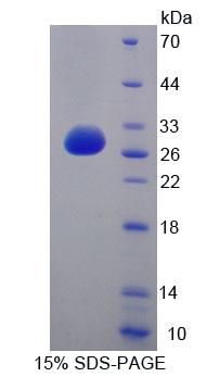 Figure 1. SDS-PAGE