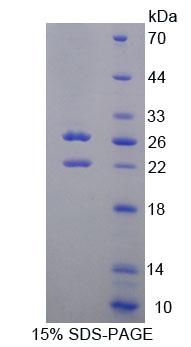 Figure 1. SDS-PAGE