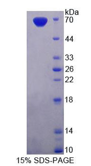 Figure 1. SDS-PAGE