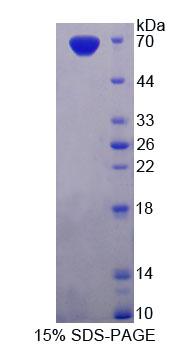 Figure 1. SDS-PAGE