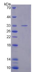 Figure 2. SDS-PAGE