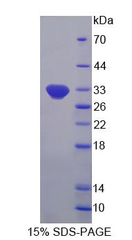 Figure 1. SDS-PAGE