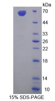 Figure 1. SDS-PAGE