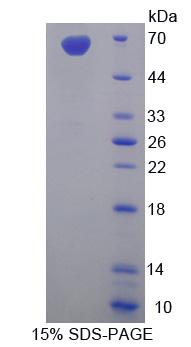 Figure 1. SDS-PAGE