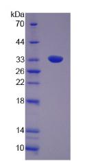 Figure 2. SDS-PAGE