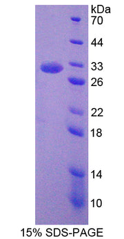 Figure 1. SDS-PAGE
