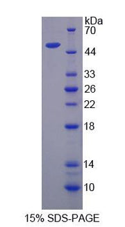 Figure 1. SDS-PAGE
