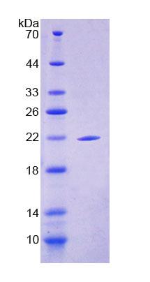 Figure 1. SDS-PAGE