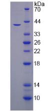 Figure 2. SDS-PAGE