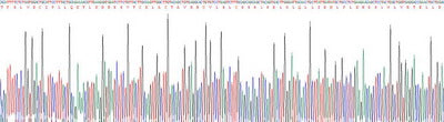 Recombinant Mouse Huntingtin (HTT)