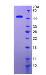 Figure 3. SDS-PAGE