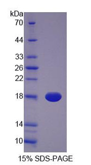 Figure 1. SDS-PAGE