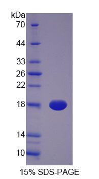 Figure 1. SDS-PAGE