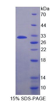 Figure 1. SDS-PAGE