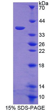 Figure 1. SDS-PAGE