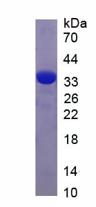 Figure 1. SDS-PAGE