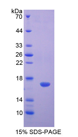 Figure 1. SDS-PAGE