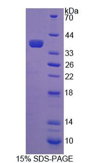 Figure 1. SDS-PAGE