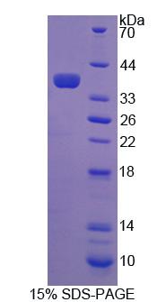 Figure 1. SDS-PAGE