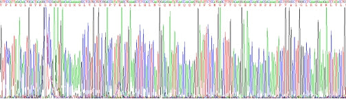 Eukaryotic Interleukin 1 Beta (IL1b), RPU51650