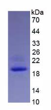 Figure 2. SDS-PAGE