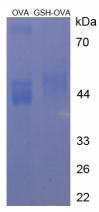 Figure 3. SDS-PAGE