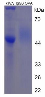 OVA Conjugated Mouse Immunoglobulin G3 (IgG3)