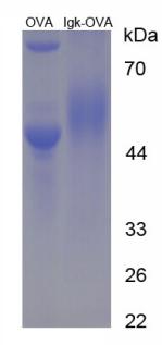 OVA Conjugated Mouse Immunoglobulin Kappa (Igk)