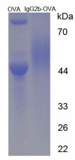 OVA Conjugated Mouse Immunoglobulin G2b (IgG2b)
