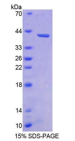 Figure 1. SDS-PAGE