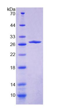 Figure 2. SDS-PAGE