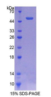 Figure 1. SDS-PAGE