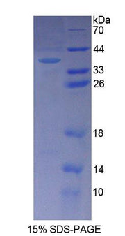 Figure 1. SDS-PAGE