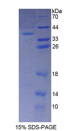 Figure 1. SDS-PAGE