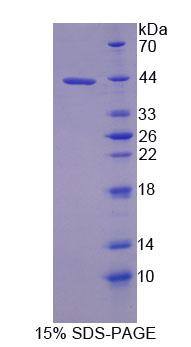 Figure 1. SDS-PAGE