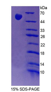Figure 1. SDS-PAGE