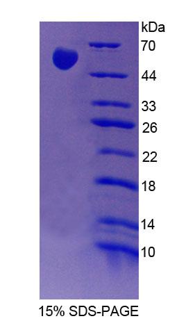 Figure 1. SDS-PAGE