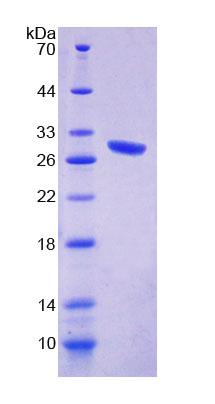 Figure 1. SDS-PAGE