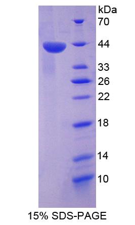 Figure 1. SDS-PAGE