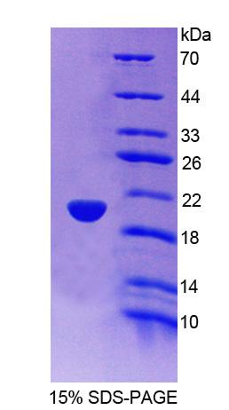 Figure 1. SDS-PAGE