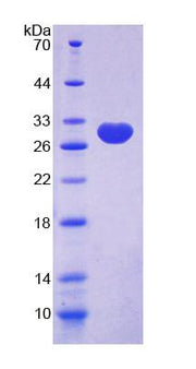 Figure 1. SDS-PAGE