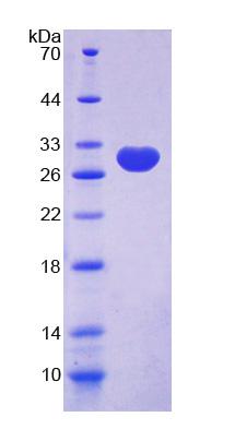 Figure 1. SDS-PAGE