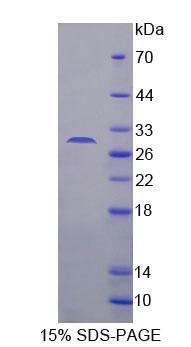 Figure 1. SDS-PAGE
