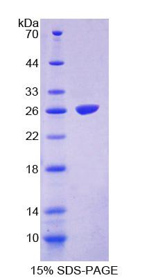 Figure 1. SDS-PAGE