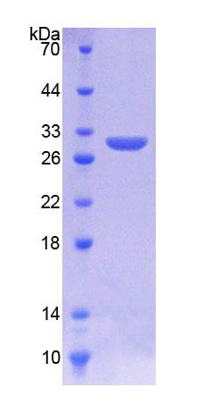Figure 1. SDS-PAGE