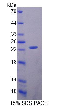 Figure 1. SDS-PAGE